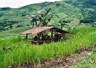 Thailand-Laos 2002 229  Risbøndernes opholdssted under så- og høstarbejde Thailand